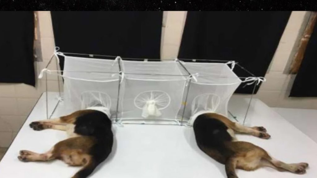 Experiments On Beagle Puppies