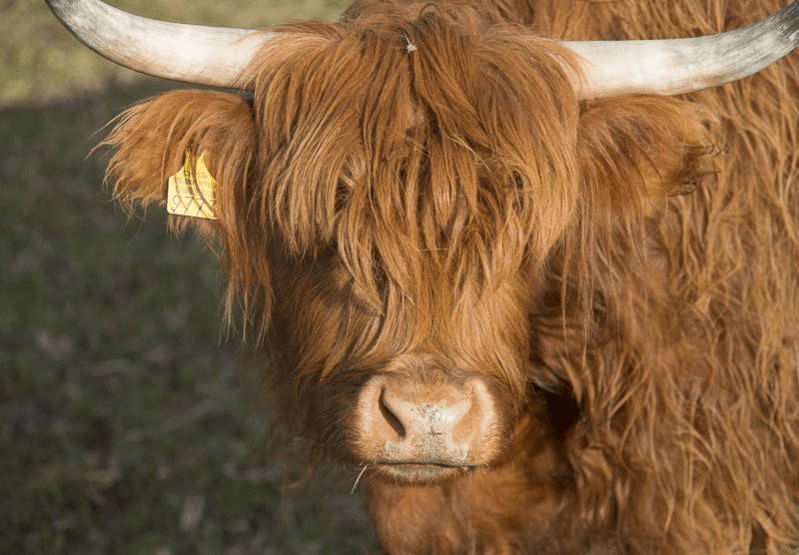 Ireland Cows